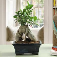 Maybe you would like to learn more about one of these? Bonsai Plants à¤¬ à¤¨ à¤¸ à¤ˆ à¤ª à¤§ In Koregaon Pune Ferns N Petals Aura Floral Id 13877497897