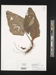 Image result for Dichaetanthera erici-rosenii
