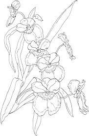 Each one of the printable pages on portale bambini is free to download. Miltonia Pansy Orchid Coloring Page Hellocoloring Com Flower Coloring Pages Free Online Coloring Coloring Pages