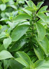 Founded in 1994 · shop by dietary needs · satisfaction guaranteed Stevia Ø¨Ø°ÙˆØ± Ø§Ù„Ø§Ø³ØªÙŠÙÙŠØ§ Local Roots