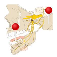 Illustrations Et Schemas Des 12 Paires Craniennes