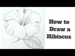 رسم سهل رسم وردة بسيطة وجميلة بقلم الرصاص كيفية رسم وردة للمبتدئين تعليم الرسم رسومات سهله yo hibiscus flower drawing hibiscus drawing flower drawing