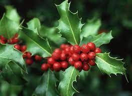 When Animals Browse Holly Trees Make More Spiny Leaves An Example Of Epigenetic Adaption To Environmental Pre In 2021 Birth Flowers Holly Plant December Birth Flower