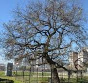 Patrimonio natural: los árboles históricos y notables que ...