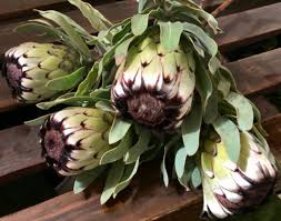 Image result for Protea argyrea