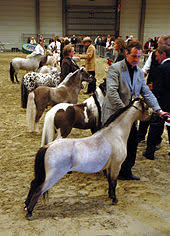 miniature horse wikipedia