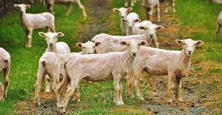 The sheep, who is named baarack, appeared. The Joys Of Shearing Ornery 250 Pound Sheep Essay Zocalo Public Square
