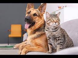 Funny Cats And Dogs Compilation 2020 Funny Videos Cute Cats Cats Dog Cat