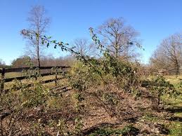 Knockout roses should be pruned back in the winter time to promote a full growth pattern. When Are My Roses Dormant Enough For Some Light Trimming Finegardening