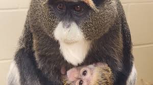 Image result for Brazzeia congoensis