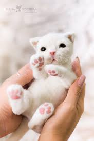 Maybe you would like to learn more about one of these? Newborn Kitten By Elena Fedoryak Bear Pile