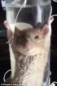 Chinese Woman Interrogates A Mouse After Catching It Stealing Her Bananas Daily Mail Online