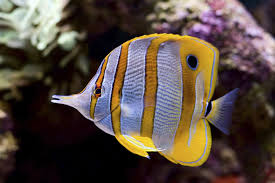 Black And White Striped Saltwater Fish Florida Pin On Salt Water Fish