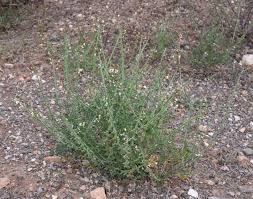 Image result for Carrichtera annua