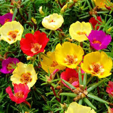 Portulaca oleracea (common purslane, also known as duckweed, little hogweed, or pursley) is an annual succulent in the family portulacaceae, which may reach 40 cm (16 in) in height.approximately forty cultivars are currently grown. 24 Portulaca Flowers Ideas Portulaca Flowers Flowers Plants