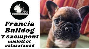 Nem igazán tudom, hogy megy ez. Mielott Kutyat Vennel A Francia Bulldog 7 Szempont Amit Erdemes Vegiggondolnod Dogcast Tv Youtube