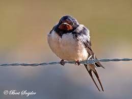 We did not find results for: Birdwatching Alentejo Portugal Barn Swallow Boerenzwaluw Rauchschwalbe Adorinha Das Chamines Golondrina Comun Birding In Portugal Individual Bird Watching Holiday