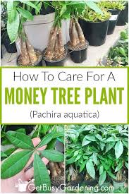 This is an excellent option if you want a quick solution, or don't have the space to mix your own soil. Money Tree Plant Care Guide How To Take Care Grow Indoors
