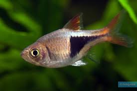 Image result for Heteromorpha