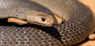 The more you play, try to master those sharp turns to narrowly escape hitting a wall. A Snake Catcher Explains Why Our Fear Of Brown Snakes Is Misplaced