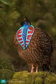 Black And White Spotted Bird Feather Temminck Found In The Forests Of South Asia The Face Is Blue Because Of The Skin Not The Feathers Passaros Exoticos Aves De Estimacao Animais