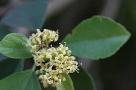 Image result for Cordia monoica