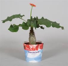 Bei uns finden sie fachwissen und einführungen zum thema, vielfältige produkte. Jatropha Foto Hausliche Pflege Reproduktion Jatropha Pflanzenpflege Die Aus Samen Fotoblumen Wachst