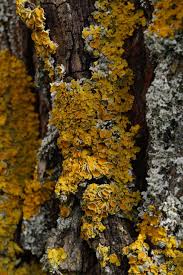 Dutch elm disease—elm trees infected with this disease have premature yellowing and wilting leaves and twigs, branches, roots, and shoots. Yellow Fungus Besides White Fungus On Tree Free Image Peakpx