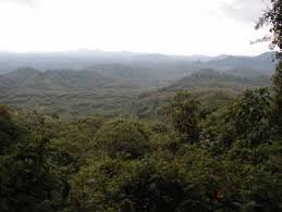 Image result for Aneilema spekei