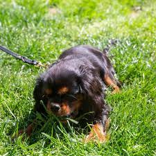 Reasons Why Dogs Eat Grass And How To Stop It