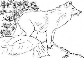 The wolf coloring sheets showcases wolves in their natural habitats as well as along with their offspring. 20 Free Printable Wolf Coloring Pages Everfreecoloring Com
