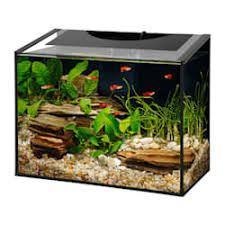 In fact, if you follow this guide then it's going to be incredibly easy. Betta Fish Tanks Aquariums Bowls Petco