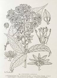 Image result for Viridivia suberosa