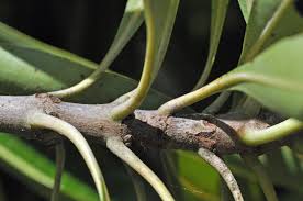 Image result for Breonadia