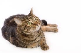 Petcyclopedia Can Humans Get Intestinal Cat Worms