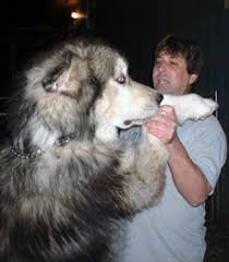 Small, smart, and energetic, the alaskan klee kai is a relatively new breed that looks like a smaller version of the siberian husky. Malamute Geant Ou Alaskan Giant Malamute Race De Chien Geant