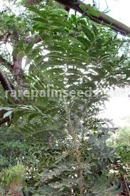 Image result for Harpephyllum afrum