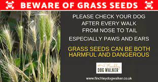 Grass Seeds Are A Danger To Your Dog Finchley Dog Walker