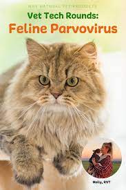 Pin On Cats