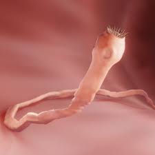 Image result for Beef Tapeworm