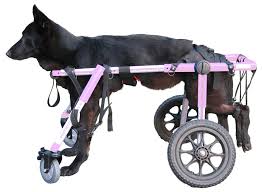 Front Wheel Wheelchair Attachment How To Build A Dog Wheelchair For A Small Dog Dog Wheelchair Diy Dog Wheelchair Disabled Dog