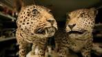 Video Wij zijn Naturalis Biodiversity Center - YouTube
