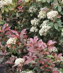 Check spelling or type a new query. Photinia Plants Plant Cuttings Planting Shrubs