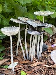 Image result for Coprinus lagopides