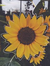 Soul Vintage Sunflower Wallpaper Yellow Aesthetic Aesthetic Wallpapers