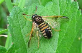 Image result for Sabicea bequaertii