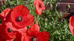 We're pleased to highlight a few of the blooms most closely associated with remembrance and if you're thinking of planting a garden of remembrance, be sure to search the web, visit your local library or talk to your neighborhood garden. Poppy Flower Stock Video Footage 4k And Hd Video Clips Shutterstock