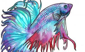 Japanese Betta Fish Names Vang Bettas