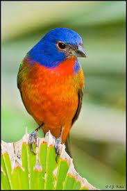 Deterring and dealing with blackbirds. Pin On Feathered Friends