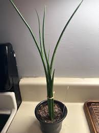 Image result for Viscum menyharthii